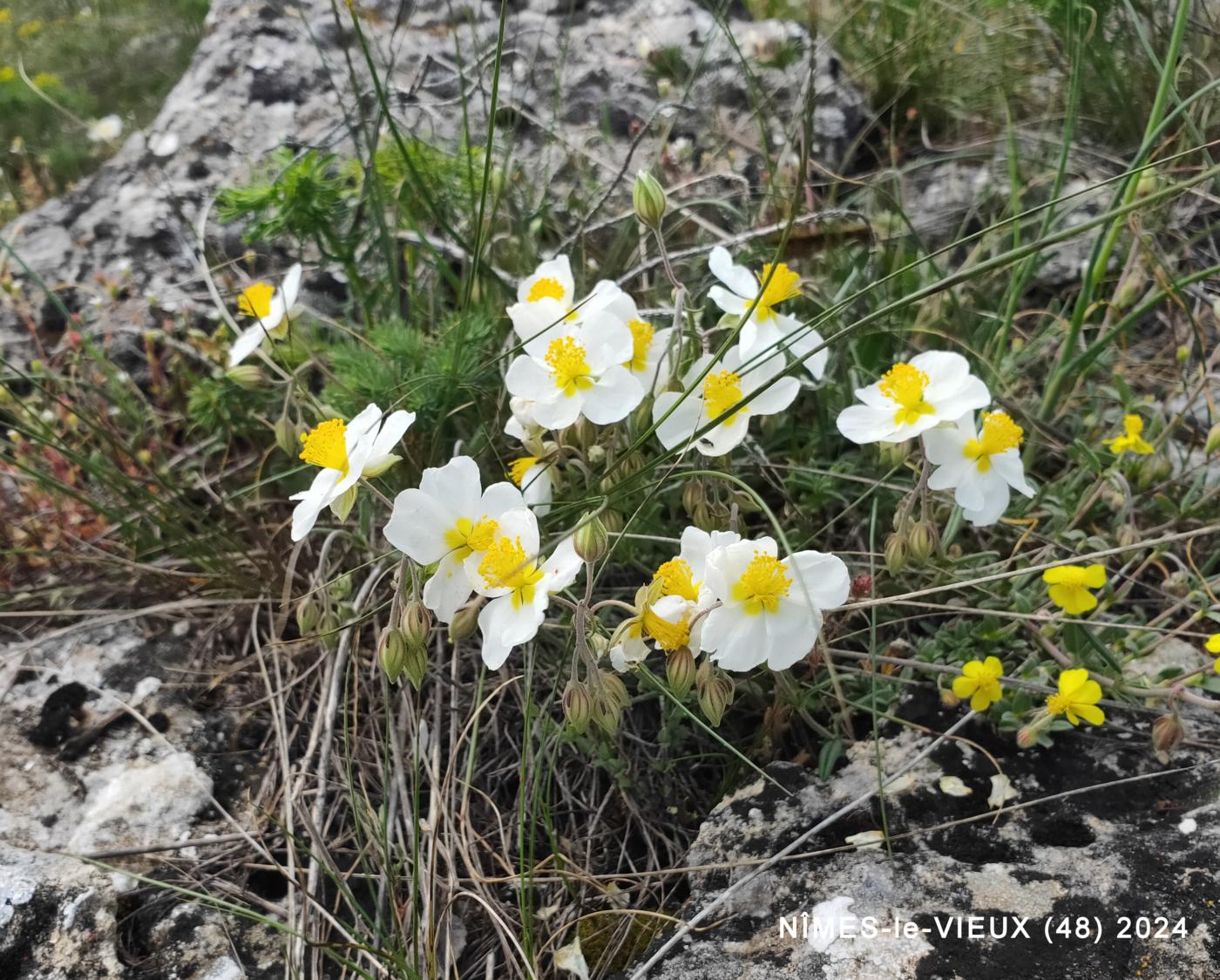 Rock-Rose, Apennine plant